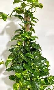 Golden Pothos